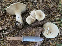 Aspropaxillus septentrionalis thumbnail 2
