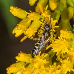 Eight-spotted Fairy Bee thumbnail 2
