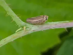 Raspberry Leafhopper thumbnail 2