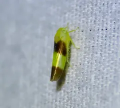 Alebra bicincta thumbnail 2