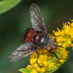 Juriniopsis adusta thumbnail 1