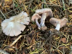 Clitocybe violaceifolia thumbnail 2