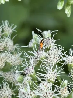 Neoheliodines cliffordi thumbnail 4