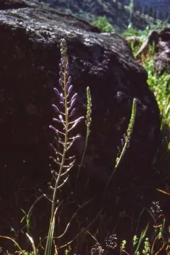 Howell's camas thumbnail 1
