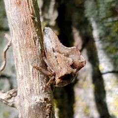 Virginia Creeper Treehopper thumbnail 2