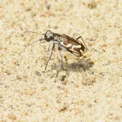 Pacific Coast Tiger Beetle thumbnail 2
