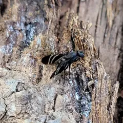 Black Onion Fly thumbnail 2