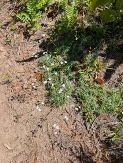 prickly sandwort thumbnail 1