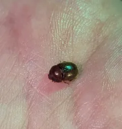 Xenochodaeus musculus thumbnail 2