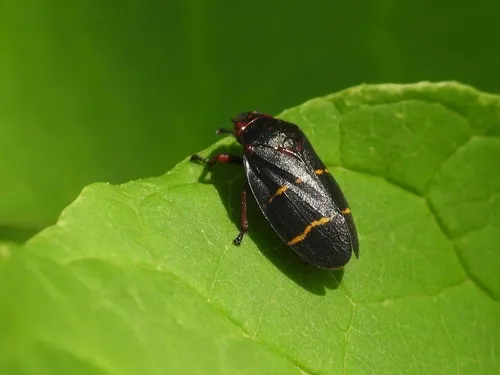 Two-lined Spittlebug