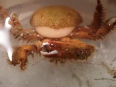 Briarosaccus tenellus thumbnail 2