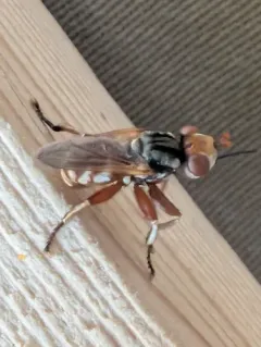 Zodion obliquefasciatum thumbnail 1