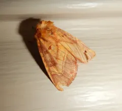 Royal Fern Borer Moth thumbnail 3