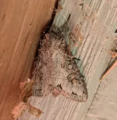 Purple Arches Moth thumbnail 2