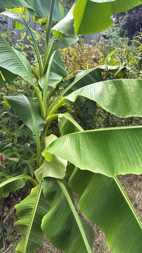 Japanese banana