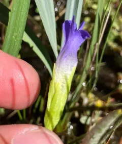 Hiker's Gentian thumbnail 2