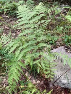 southern lady fern thumbnail 2