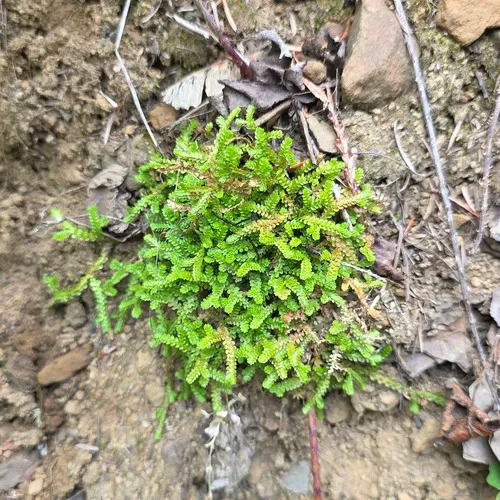 Douglas' Spikemoss