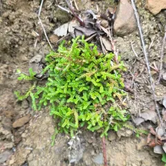 Douglas' Spikemoss thumbnail 1