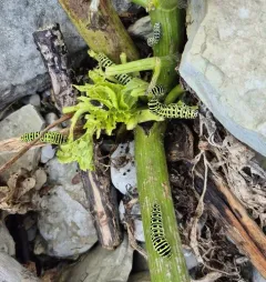 Short-tailed Swallowtail thumbnail 1