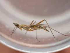 Micropeza lateralis thumbnail 2