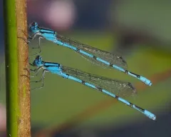 Atlantic Bluet thumbnail 2
