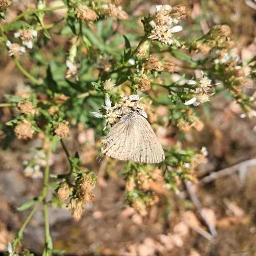 California Hairstreak