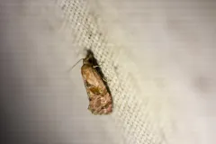 Thyraylia discana thumbnail 2