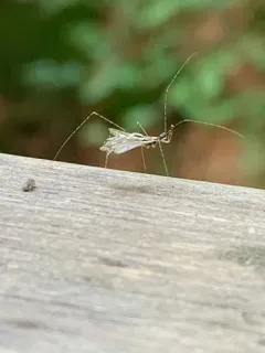 Thread Bug thumbnail 3