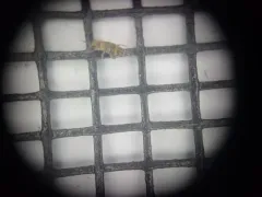 Entomobrya assuta thumbnail 3