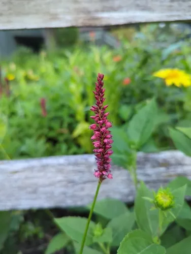 red bistort
