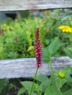 red bistort thumbnail 1