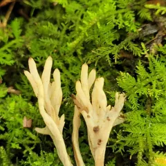 Clavulina castaneipes thumbnail 4
