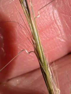 Forked Three-awn Grass thumbnail 1