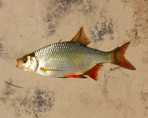 Common Rudd