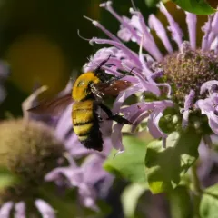 Morrison's Bumble Bee thumbnail 2