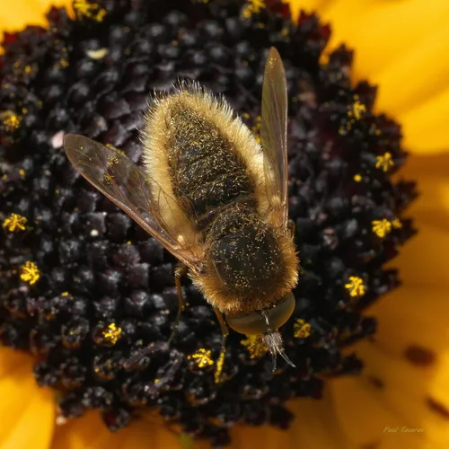 Aster Bee Fly