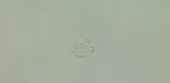 Merismopedia tenuissima thumbnail 2