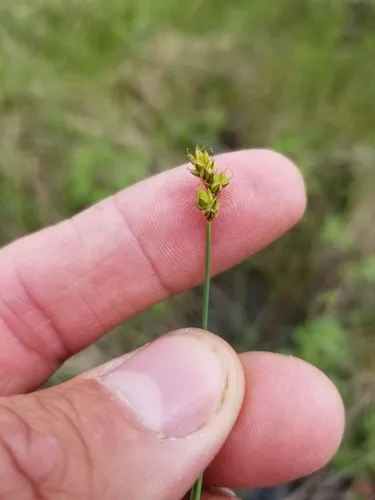 Hudson Bay Sedge
