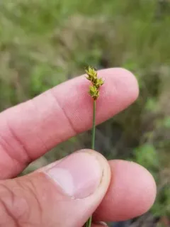 Hudson Bay Sedge thumbnail 1
