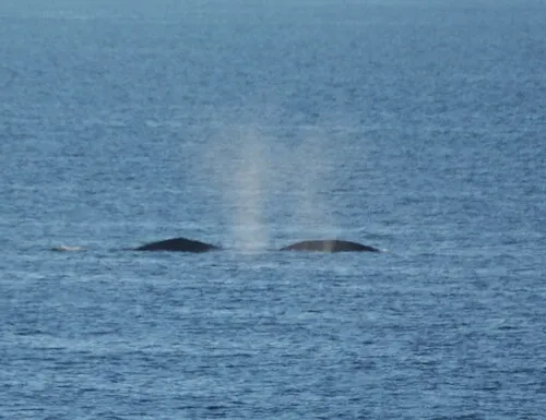 Bowhead Whale