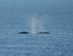 Bowhead Whale thumbnail 1