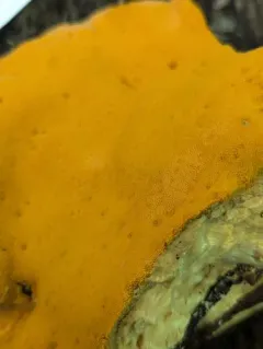 Orange Polypore thumbnail 1
