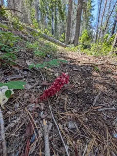 Snowplant thumbnail 1