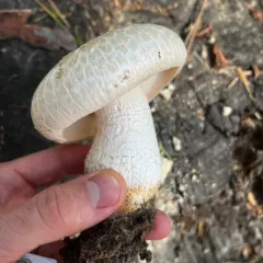 Giant Sawgill thumbnail 1