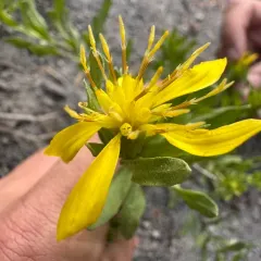 Greene's goldenbush thumbnail 3