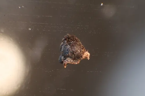 Submersisphaeria aquatica