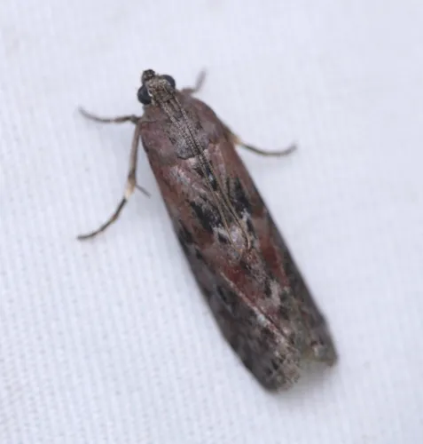 Black-spotted Leafroller Moth