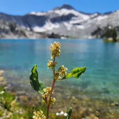 poke knotweed thumbnail 1