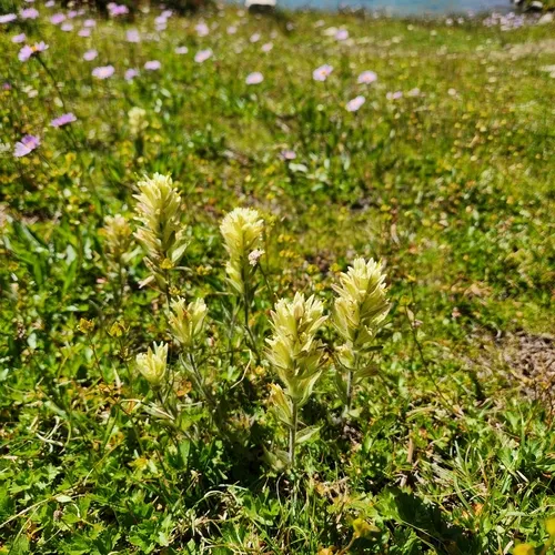 Wallowa paintbrush